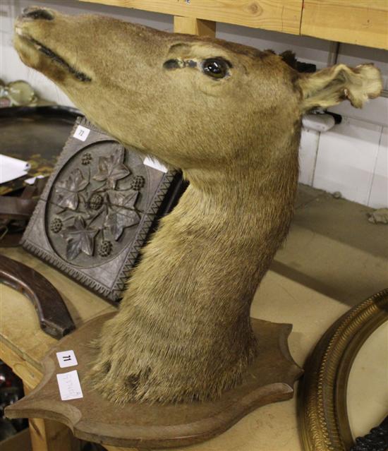 Mounted deers head